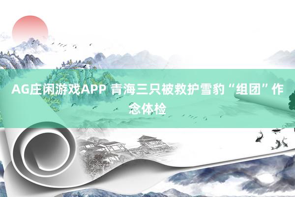 AG庄闲游戏APP 青海三只被救护雪豹“组团”作念体检